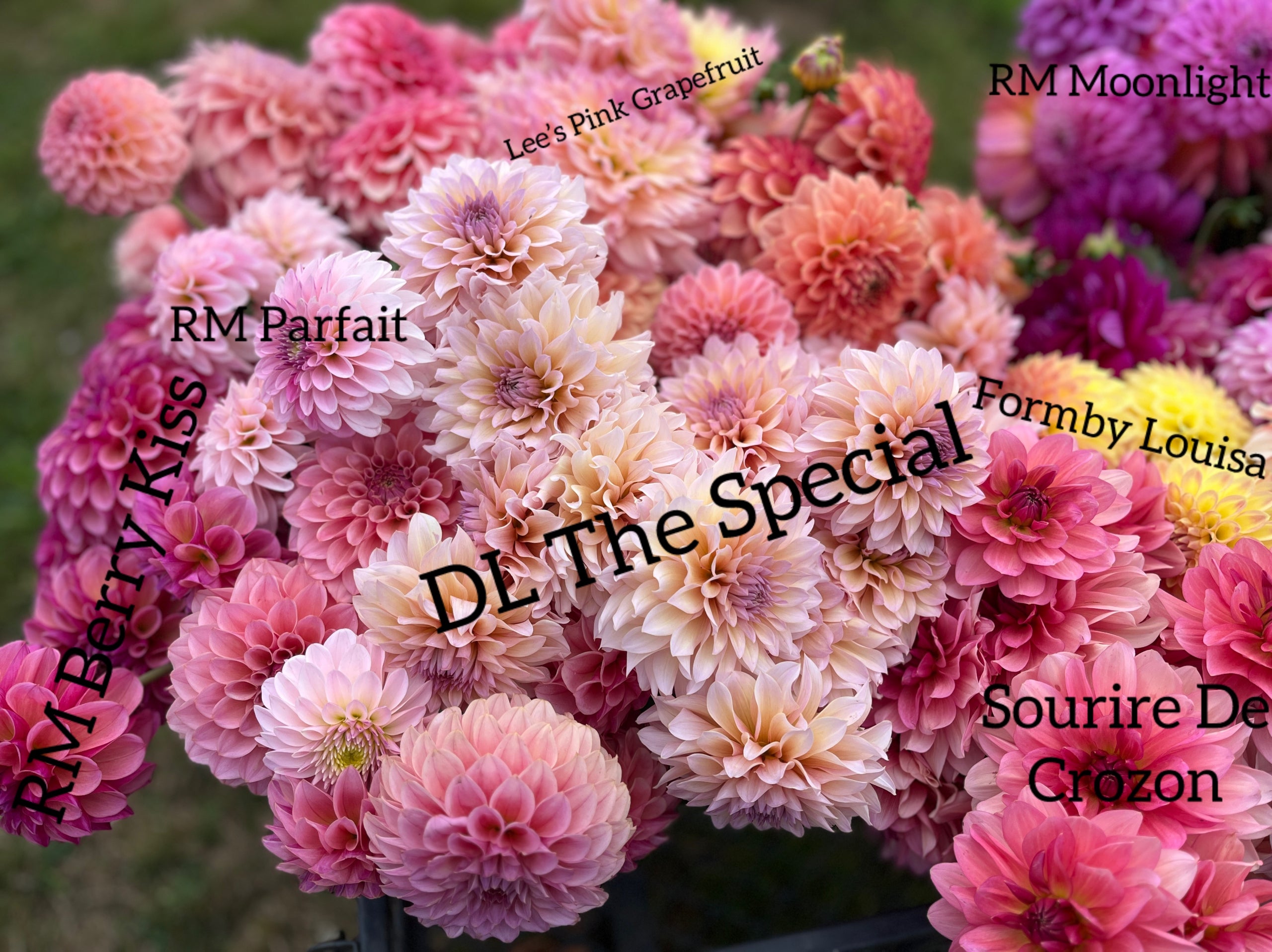 RM Parfait