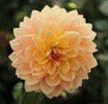 Lee's Lotusland