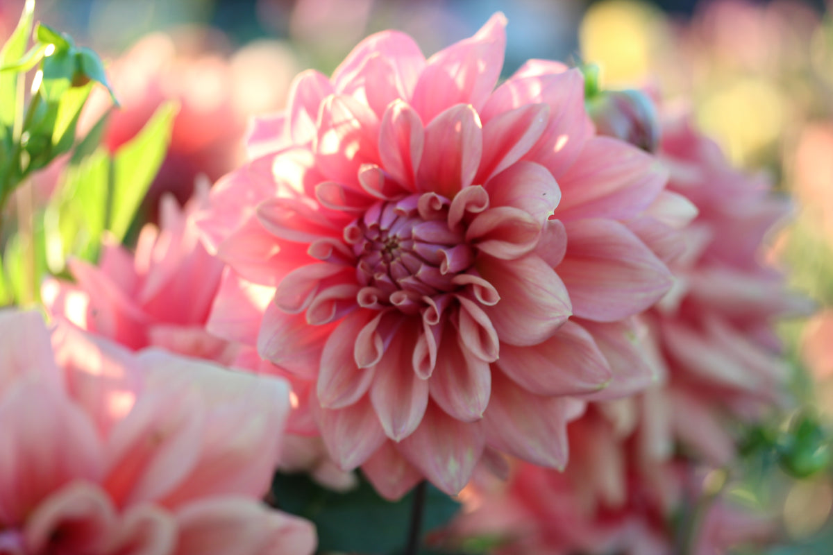 Lileah Caramel Rose