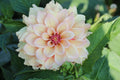 Mystic Pink