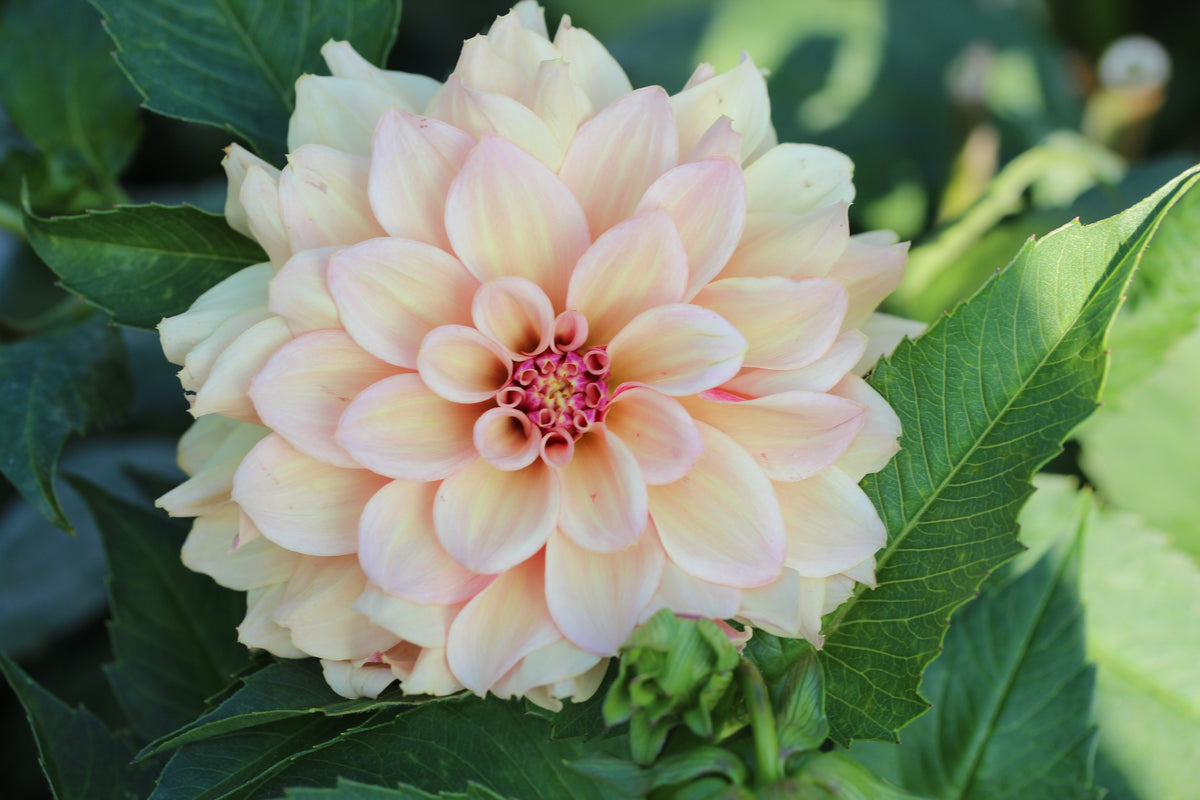 Mystic Pink