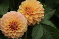 Peachy Parade