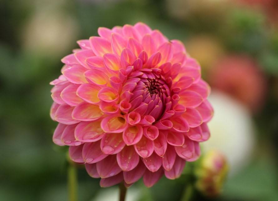Pink Suffusion