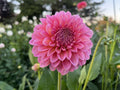 Pink Runner