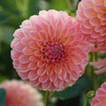 R Joan