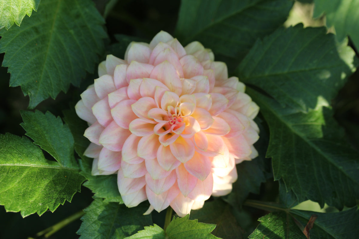 RM Peachy Pink