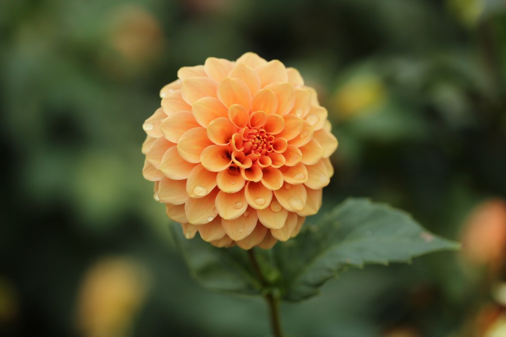 Rose Toscano