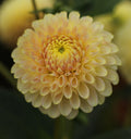 Skipley Moonglow