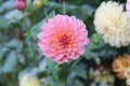 Sunny Rose