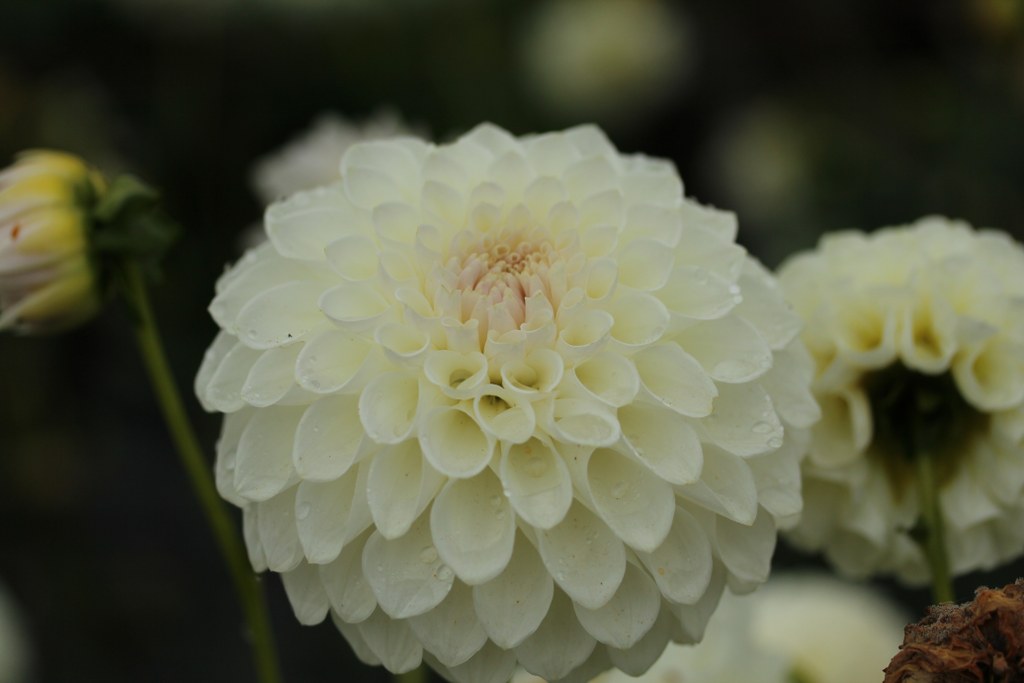 Tahoma Kelli
