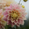Truly Scrumptious