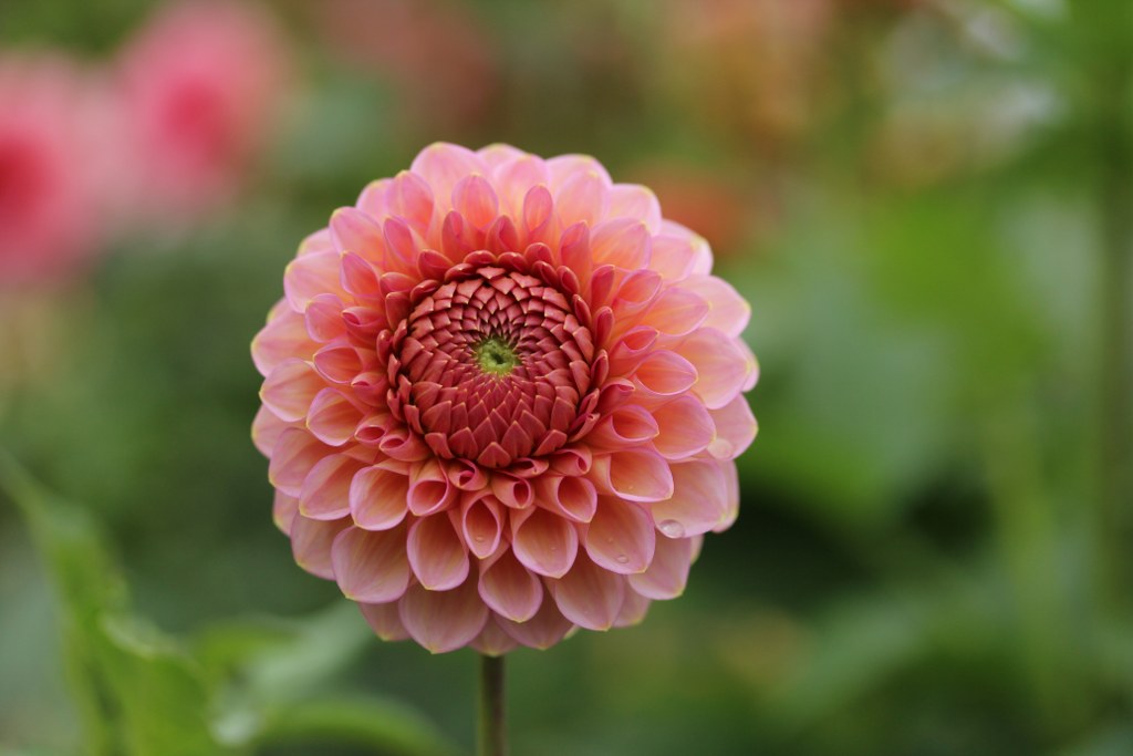 Westerton Pearl