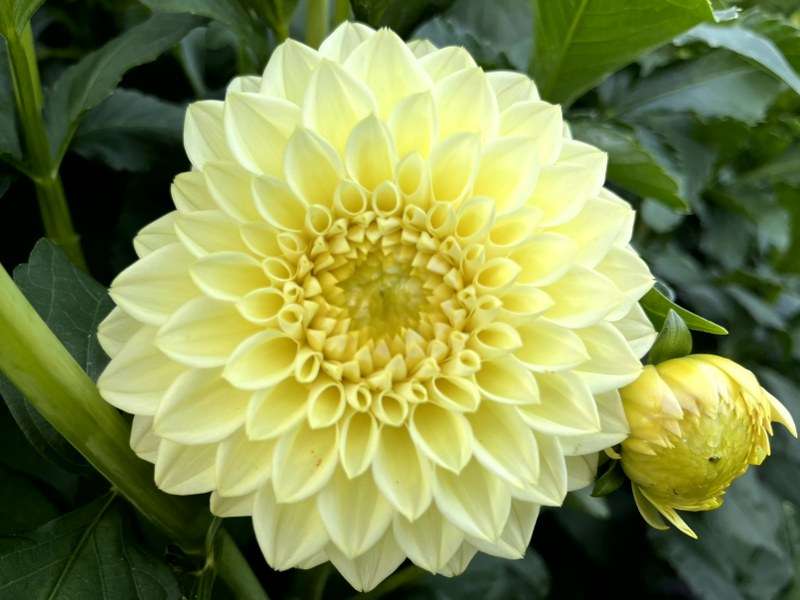 Winholme Diane